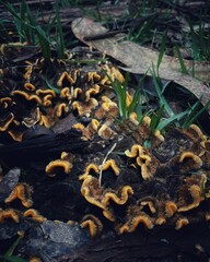 Wall Mural - Closeup shot of Stereum hirsutum, hairy curtain crust fungi in a forest setting.