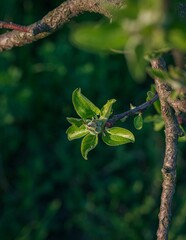 Sticker - Lush green branch of an apple tree in spring