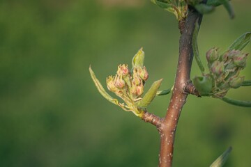 Sticker - Pear buds on the branch of the tree in spring