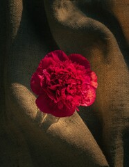 Sticker - Vibrant red peony stands out in contrast against a dark background of fabric