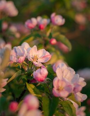 Sticker - Vibrant pink apple tree blossom stands out against a dark backdrop