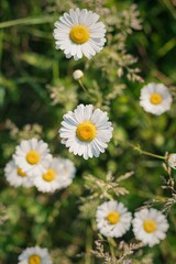 Sticker - Vertical shot of common daisies in a meadow