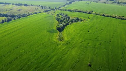 Wall Mural - aerial flyover vast pasture fields with trees in a distance