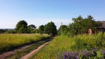 Wall Mural - drone flying low on red flowers and grass field with trees under blue sky
