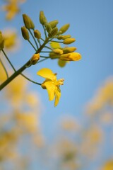 Poster - Close-up of a cluster of vibrant yellow rapeseed flowers against a soft blurred background