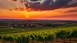 Emilia Romagna Vineyards at Sunset: Stunning Landscape of Levizzano Rangone Vinery and Agriculture Fields with Grape Vines and Green Nature