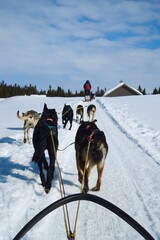 Canvas Print - Team of sled dogs are pulling a sled through a snow covered landscape