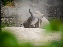 Large rhinoceros resting in a fenced off enclosure at a zoo