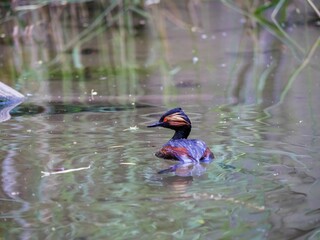 Poster - Adorable black-necked grebe swimming in a pond