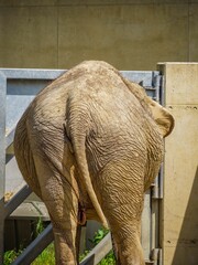 Sticker - Large African elephant is standing in an open-air enclosure from the rear view