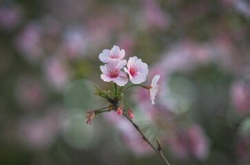 Wall Mural - Closeup of vibrant pink cherry blossoms delicately perched on a slender tree branch