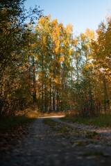 Wall Mural - Dirt road cutting through a forest of trees, illuminated by the golden hues of a setting sun.