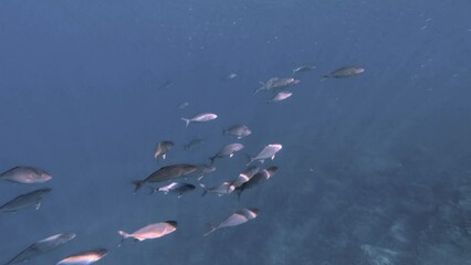Poster - School of fish swimming and rocky formation in the bottom of the sea with sunight