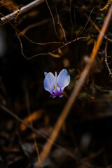 Poster - Selective focus shot of ivy-leaved cyclamen (cyclamen hederifolium) in the forest