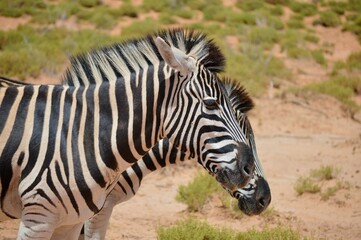 Wall Mural - Close-up shot of two zebras standing in a grassy field.