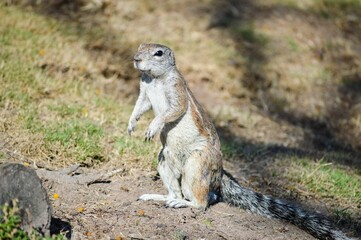 Sticker - Closeup of a Cape ground squirrel looking around.