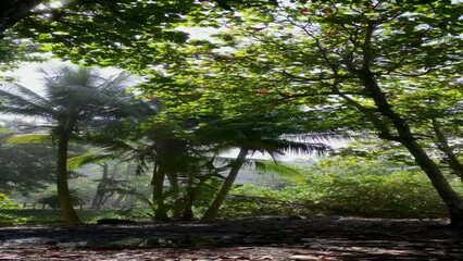 Wall Mural - Landscape footage through palm trees, bushes and grass under sunset lights in the garden