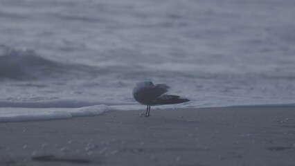 Sticker - Seagull standing on a sandy beach