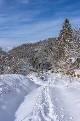 Canvas Print - Scenic winter pathway through a snow-covered landscape lined with evergreen pine trees and shrubs