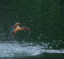 Canvas Print - Stork-billed kingfisher flying over green lake water