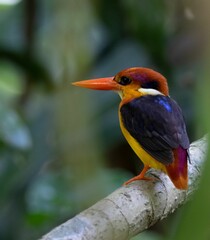 Wall Mural - Shallow focus of Oriental dwarf kingfisher perched on a tree branch
