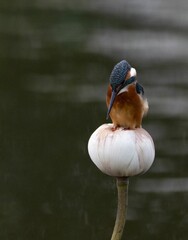 Wall Mural - Shallow focus of a common kingfisher perched on a white lotus