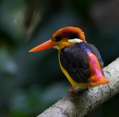 Wall Mural - Shallow focus of Oriental dwarf kingfisher perched on a tree branch