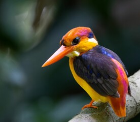 Wall Mural - Closeup shot of common kingfisher on a tree branch on a blurred background