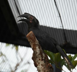 Wall Mural - Closeup of a vibrant Black hornbill perched on a branch  on a sunny day with a blurry background