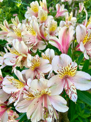 Canvas Print - Vertical shot of alstroemeria psittacina (parrot lily)