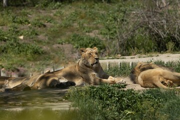 Poster - Lions resting on a grassy landscape, surrounded by lush foliage