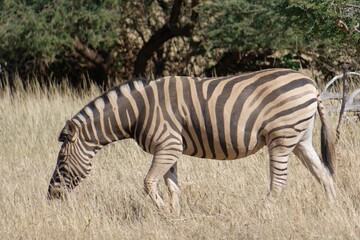 Poster - Wild zebra stands a grassy meadow surrounded by trees and shrubs in safari