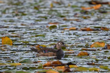 Canvas Print - Female wood duck (Aix sponsa) floating in the lake