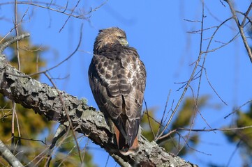 Poster - Red-tailed Hawk perched atop a branch of a leafy tree, its feathers ruffled in the warm breeze