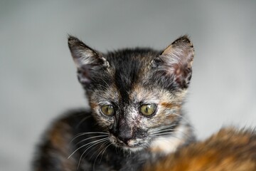 Poster - Selective focus shot of an adorable calico kitten with green eyes