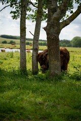 Wall Mural - Brown cow standing in a grassy meadow near a cluster of trees