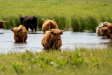 Poster - Group of brown yaks walking in unison through a wet grassy field