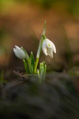 Wall Mural - closeup shot of a snowdrop flower in the foreground of a soft blurred background