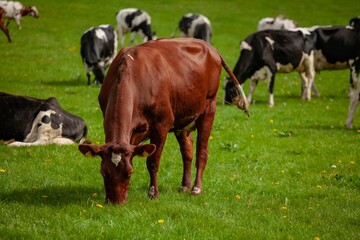 Wall Mural - Brown cow in a grassy field, grazing peacefully alongside a herd of white and black cows