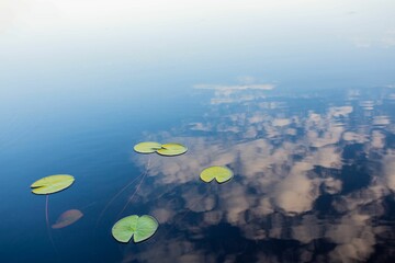 Poster - Closeup of a  tranquil outdoor scene with large lily pads floating on a tranquil blue water