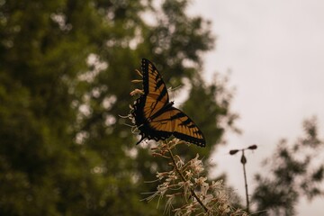 Canvas Print - Vibrant orange and black butterfly atop a green plant stem