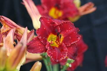 Sticker - Closeup of Lily flowers in a park