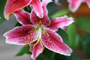 Canvas Print - Closeup of a Lilium 