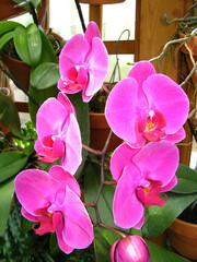 Wall Mural - vertical closeup of pink moth orchids (phalaenopsis)