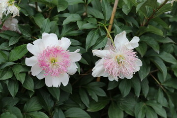 Wall Mural - Beautiful view of peony flowers blooming in the garden among green leaves on a sunny day