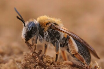 Wall Mural - Detailed close-up on a female Orange tailed mining bee, Andrena haemorrhoa sitting on the ground