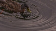 Female Mallard Ducks Its Head Under Water Repeatedly To Feed On Algae