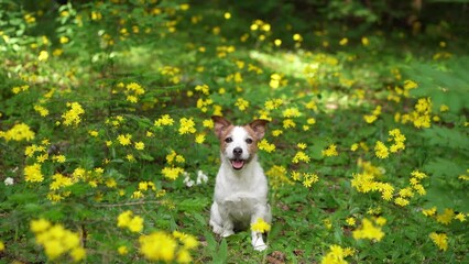 Wall Mural - Jack Russell Terrier in the flowers field. Funny pet in nature in forest nature