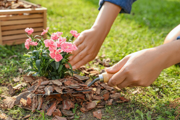 Wall Mural - Woman mulching beautiful flowers with bark chips in garden, closeup