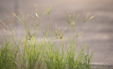 Poster - Green grass in the morning sunlight. Natural background. Shallow depth of field.